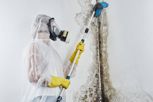 Best Office Mold Removal Services  in Jeffersonville, OH