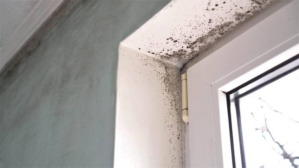 Best Mold Removal Company Near Me  in Jeffersonville, OH
