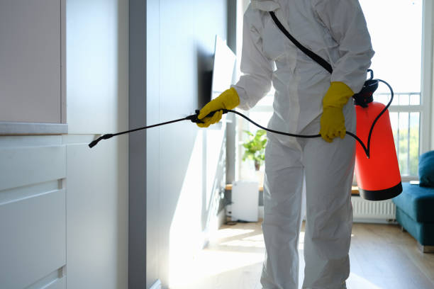 Best Same-Day Mold Removal  in Jeffersonville, OH