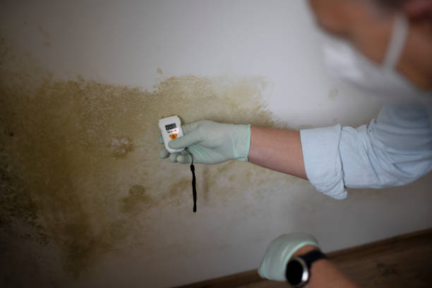 Best Mold Damage Repair  in Jeffersonville, OH