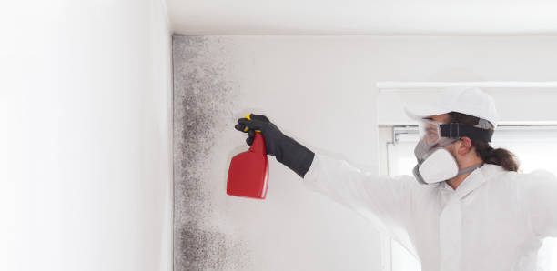 Best Office Mold Removal Services  in Jeffersonville, OH