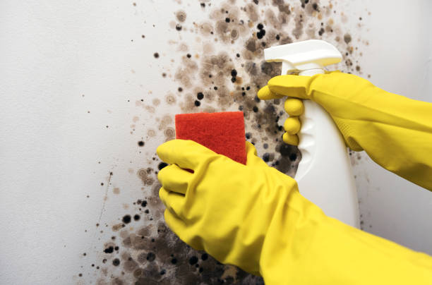 Best Best Mold Removal Companies  in Jeffersonville, OH