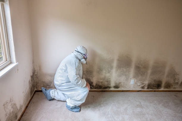 Best Commercial Mold Removal  in Jeffersonville, OH
