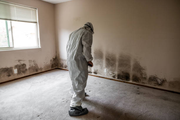 Best Local Mold Removal Service  in Jeffersonville, OH