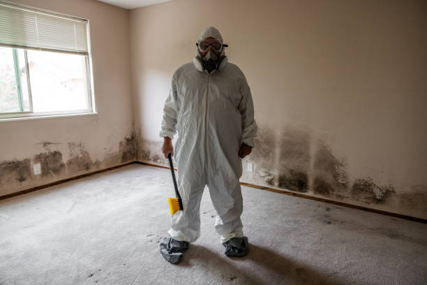 Best Mold Removal Near Me  in Jeffersonville, OH