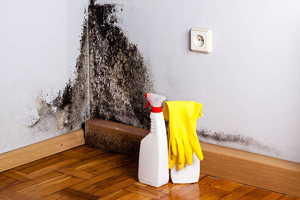 Best Mold Cleaning Services  in Jeffersonville, OH