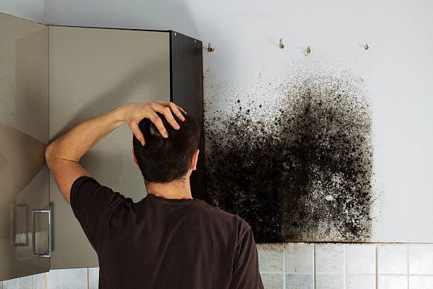 Best Commercial Mold Removal  in Jeffersonville, OH