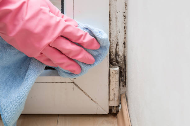 Best Toxic Mold Removal  in Jeffersonville, OH