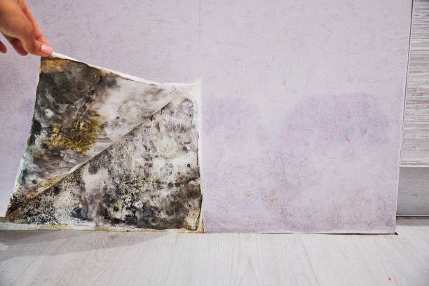 Best Mold Testing  in Jeffersonville, OH
